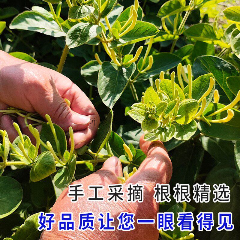 山东临沂正宗平邑金银花自然晾晒带绒毛干花婴儿洗澡花草茶中药材,淘宝优惠券,粉丝福利购,淘宝优惠卷