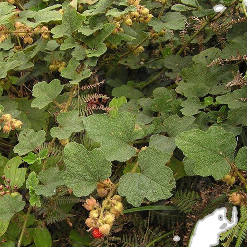 粗叶悬钩子苗大叶蛇泡簕八月泡中草药藤叶狗头泡老虎泡植物观叶 - 图3