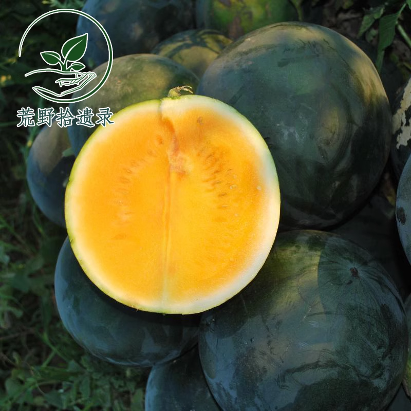 西瓜合集（荒野拾遗录）阳台露台露天家庭园艺种植小菜园甜美多汁,淘宝优惠券,粉丝福利购,淘宝优惠卷