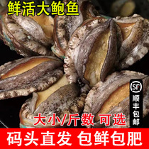 Fresh extra-large abalone fresh extra-large abalone fish for juicy rice seafood seafood Shunfeng Commercial
