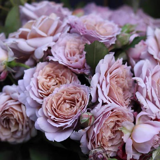 Замок Циньчуань для садоводства Цинцю Китайская роза tianzilangyu Ретро Цвет Многоглавые цветы Четыре сезона Четыре сезона Балконные цветы в горшках