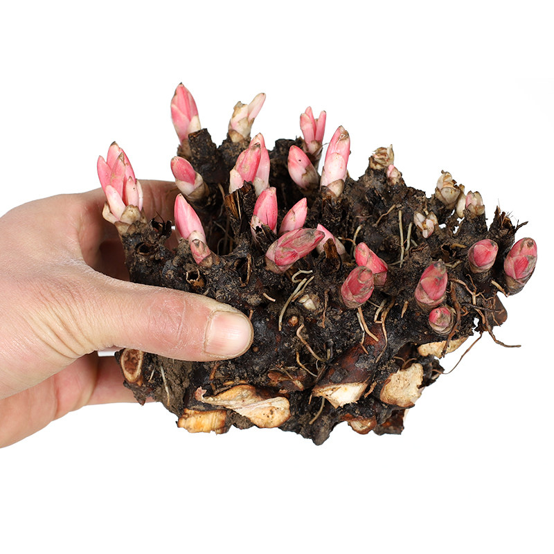 重瓣芍药花苗四季开花带芽种根阳台盆栽庭院鲜花观赏牡丹花卉植物