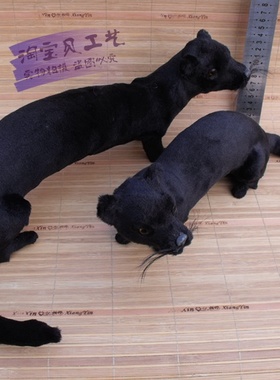 仿真标本摆件教学道具工艺品