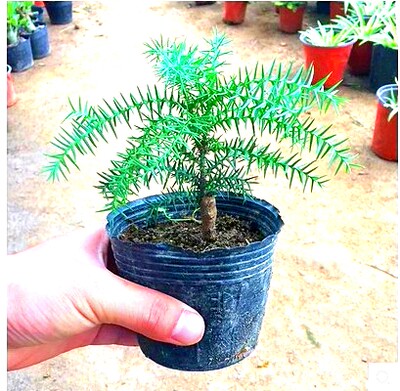 澳洲杉盆景澳洲杉属南洋杉科澳洲杉盆栽净化空气吸甲醛防辐射 虎窝淘