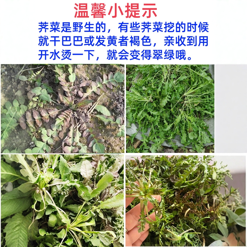 荠菜新鲜野生现挖农家现摘现发荠菜做混沌水饺春卷野菜顺丰包邮
