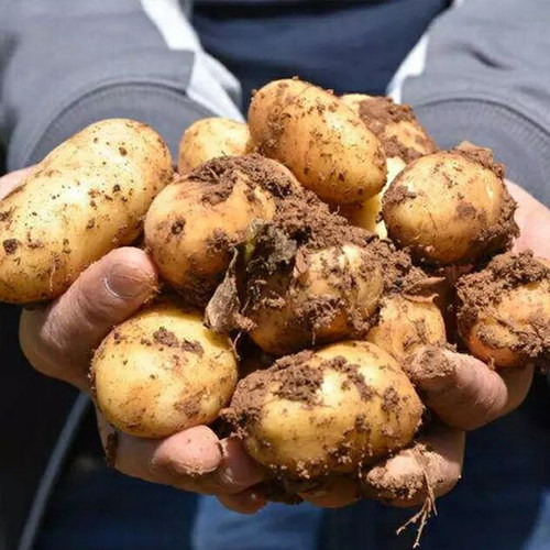 恩施小土豆新鲜马铃薯5斤正宗黄心薄皮土豆洋芋现挖蔬菜10马铃薯 - 图3