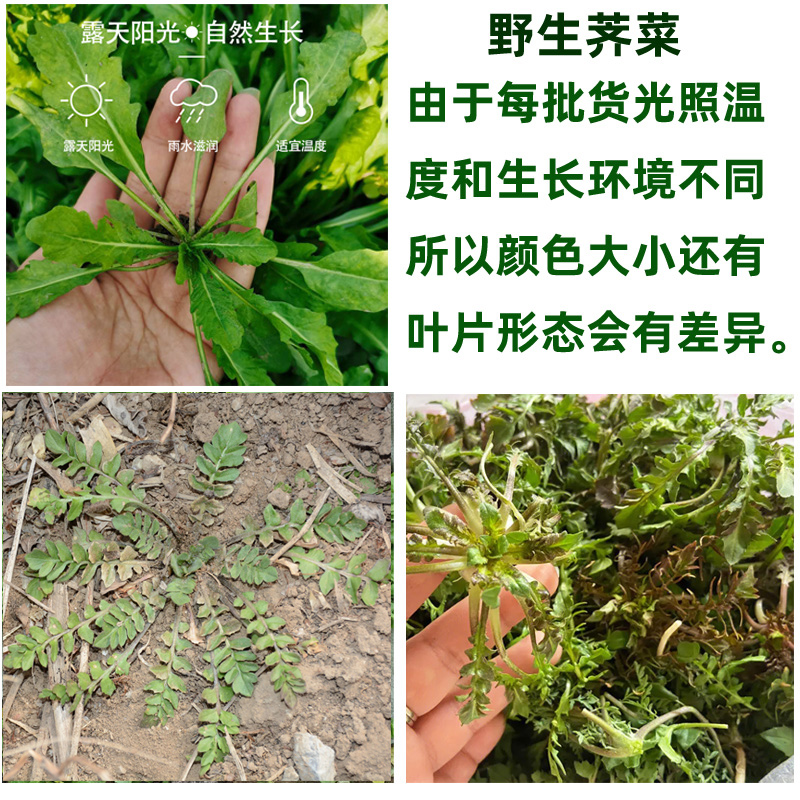 荠菜新鲜野生现挖农家现摘现发荠菜做混沌水饺春卷野菜顺丰包邮