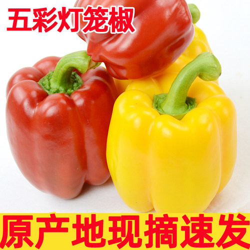 七彩辣椒五彩椒水果灯笼红辣椒新鲜小米椒甜朝天圆椒蔬菜青椒包邮 - 图0