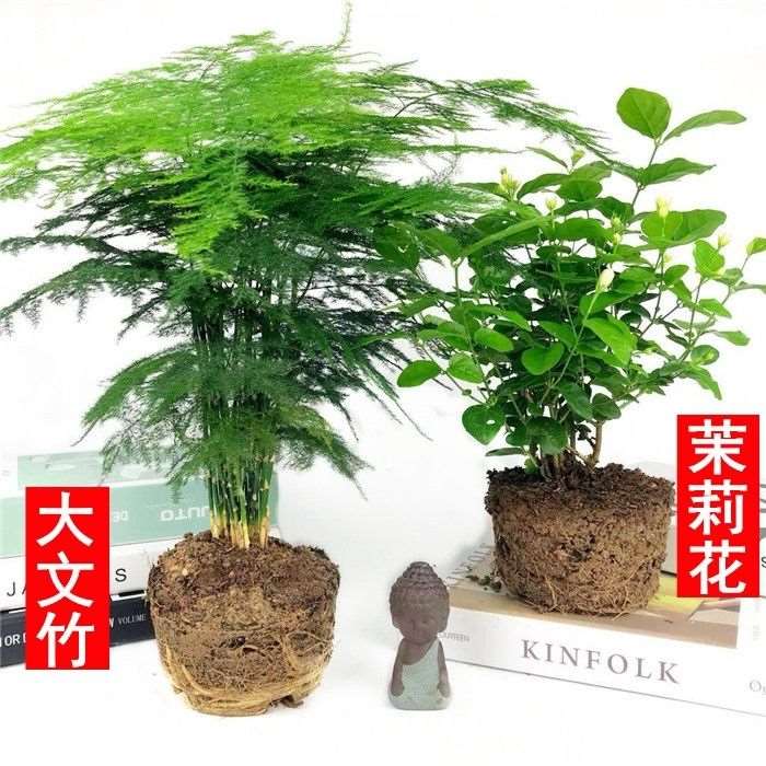 文竹盆景植物 室内绿色盆栽桌面吸甲醛净化空气观叶花卉绿植包邮