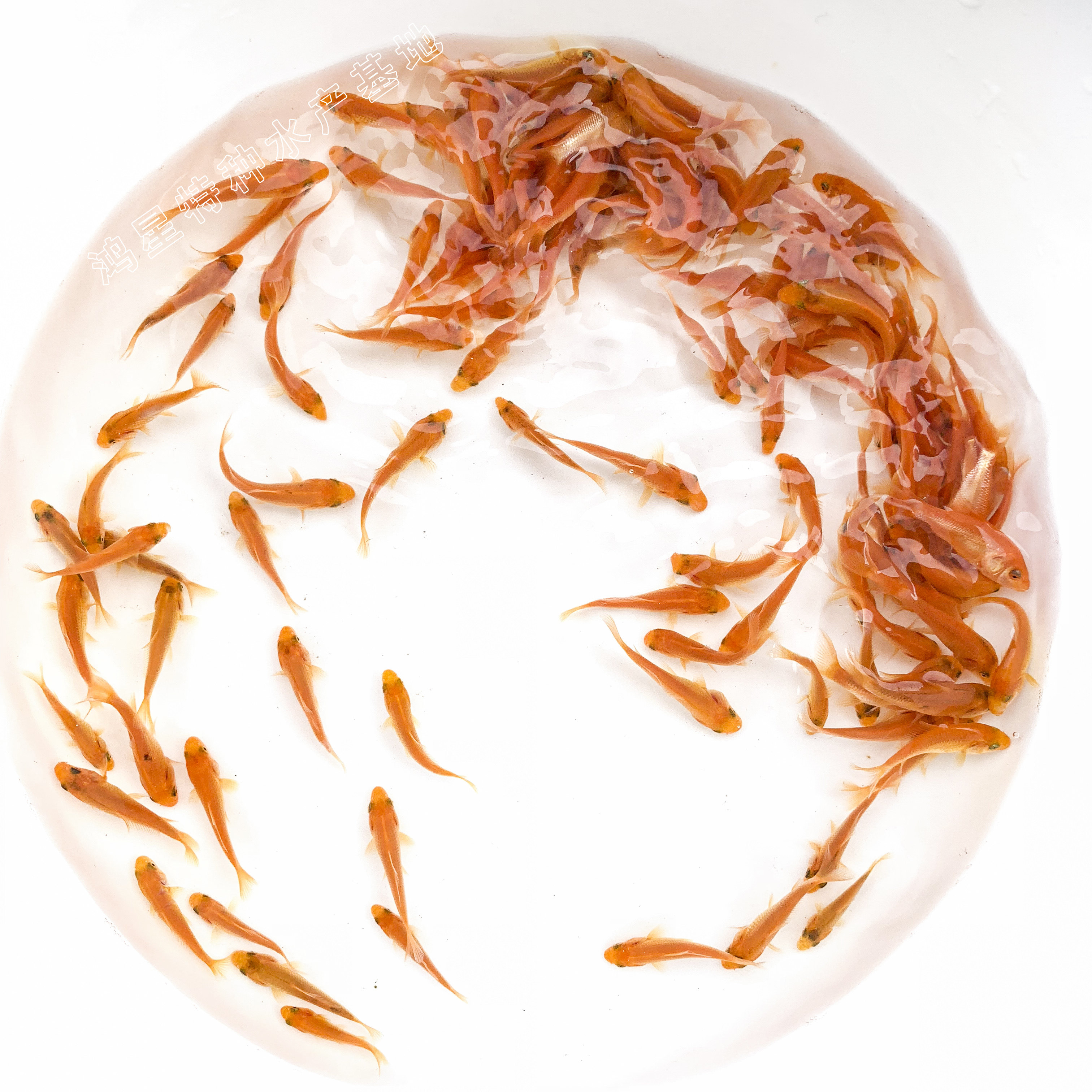 淡水草金鱼小型鱼冷水鱼血鹦鹉罗汉鱼鳄龟观赏锦鲤龙鱼饲料鱼活体 友德养殖场 淘优券