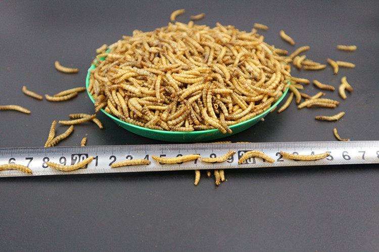 面包虫干黄粉虫干喂鸡养鸡仓鼠粮食龟粮锦鲤鱼食八哥鹌鹑小鸡,淘宝优惠券,粉丝福利购,淘宝优惠卷