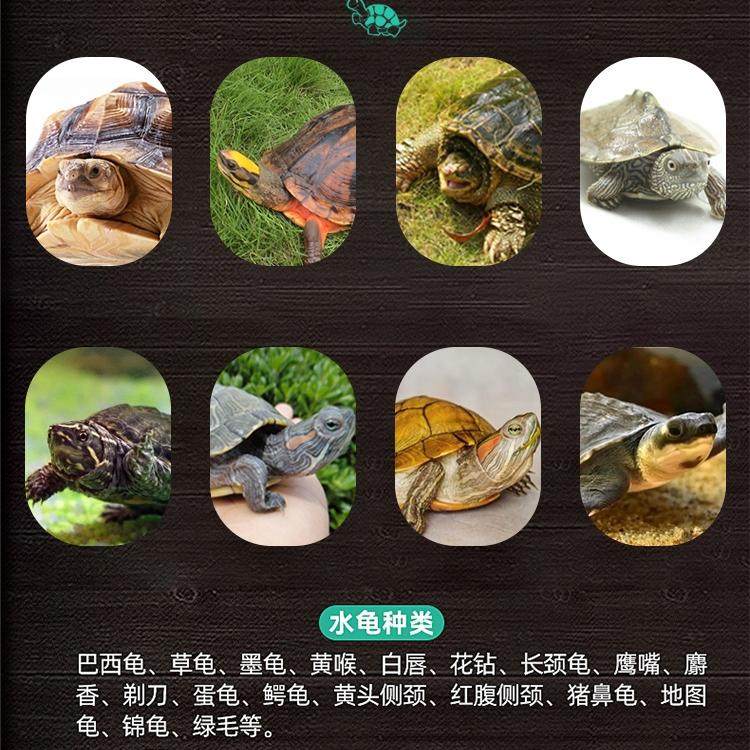 鳄龟饲料专用龟粮佛鳄龟小鳄龟苗爆刺纯大鳄龟食料杂佛鳄鱼龟食物,淘宝优惠券,粉丝福利购,淘宝优惠卷