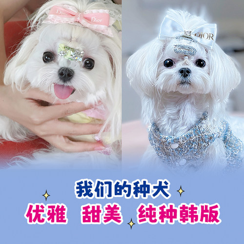 纯种马尔济斯幼犬韩版双血统宠物狗狗标体小体超小体上海cku犬舍 - 图1