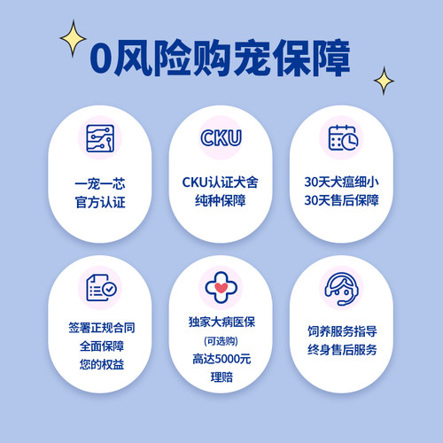 纯种马尔济斯幼犬韩版双血统宠物狗狗标体小体超小体上海cku犬舍 - 图3