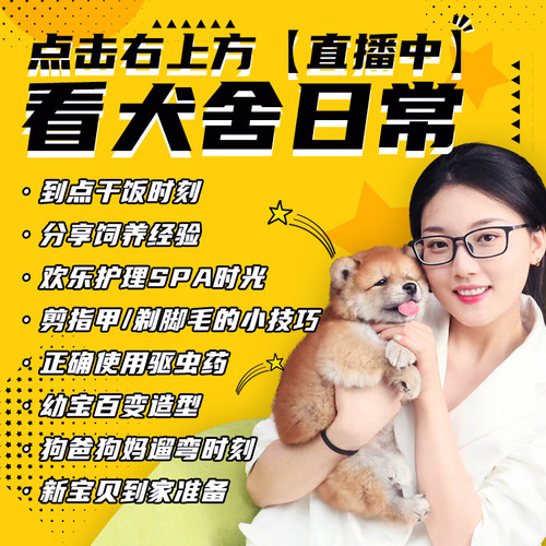 比熊犬 幼犬飞耳比熊纯种幼崽小体比熊狗狗茶杯犬 上海秋名山犬舍 - 图0