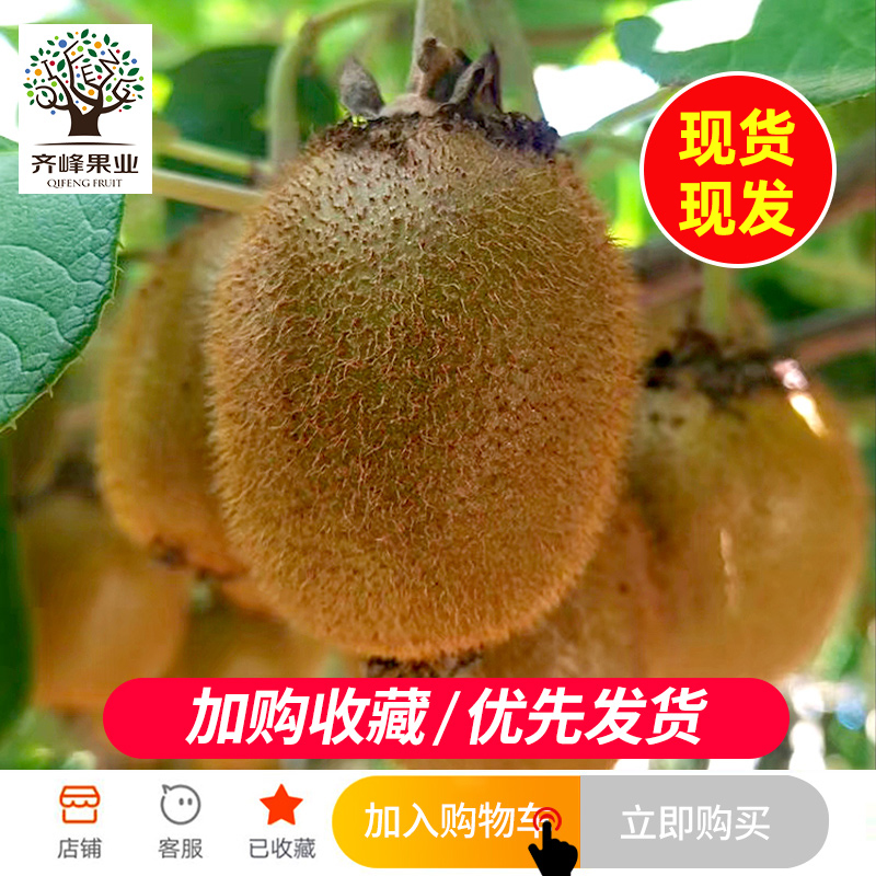 齐峰缘旗舰店齐峰 陕西眉县徐香绿心猕猴桃5斤新鲜奇异果现摘应季水果现货包邮1