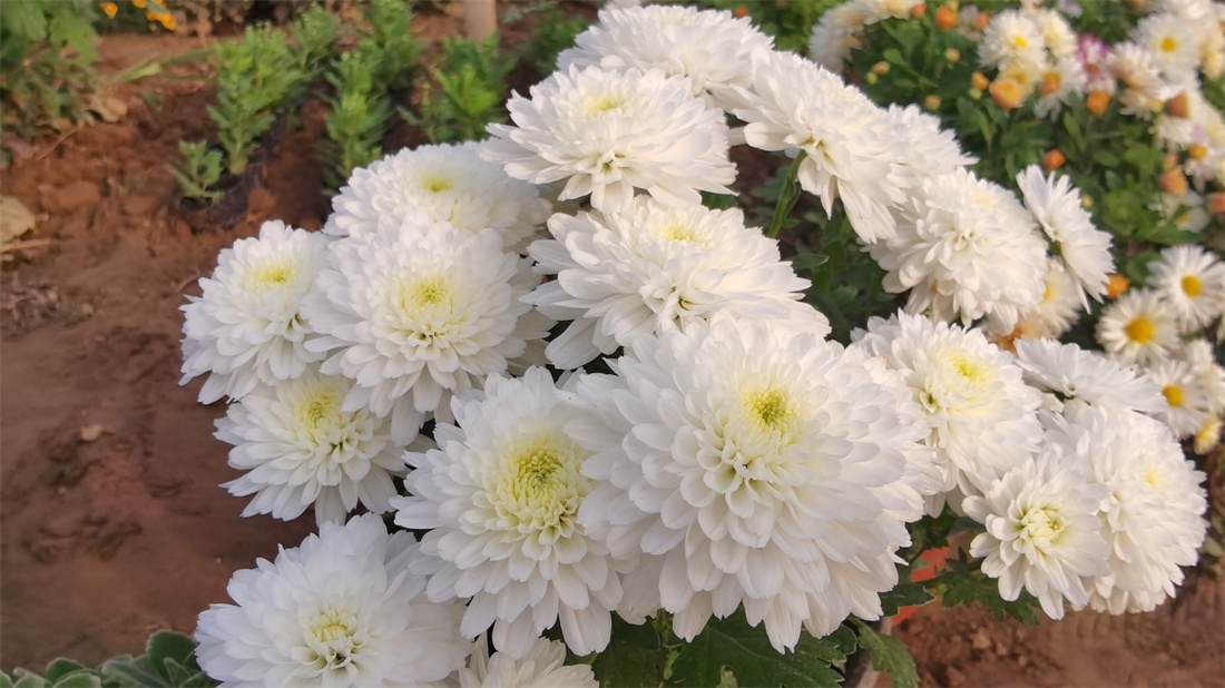 新品小千头菊苗盆栽鲜花花卉纽扣菊小雏菊多头菊苗包活切花瓶插-图0