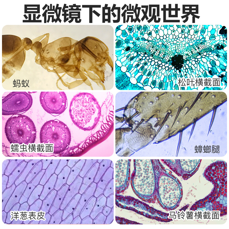 双目生物显微镜儿童科学实验中小学生专用专业光学可看细菌1600倍 - 图3