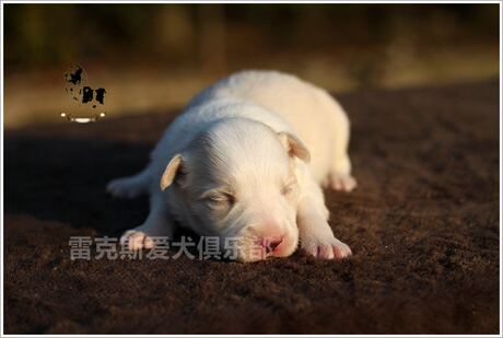 yellow border collie puppy