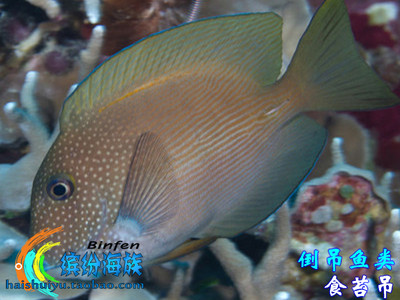 热卖活体海水鱼美国东非珍珠金眼吊芥辣吊蓝眼食苔吊大帆吊蓝吊鱼 虎窝淘