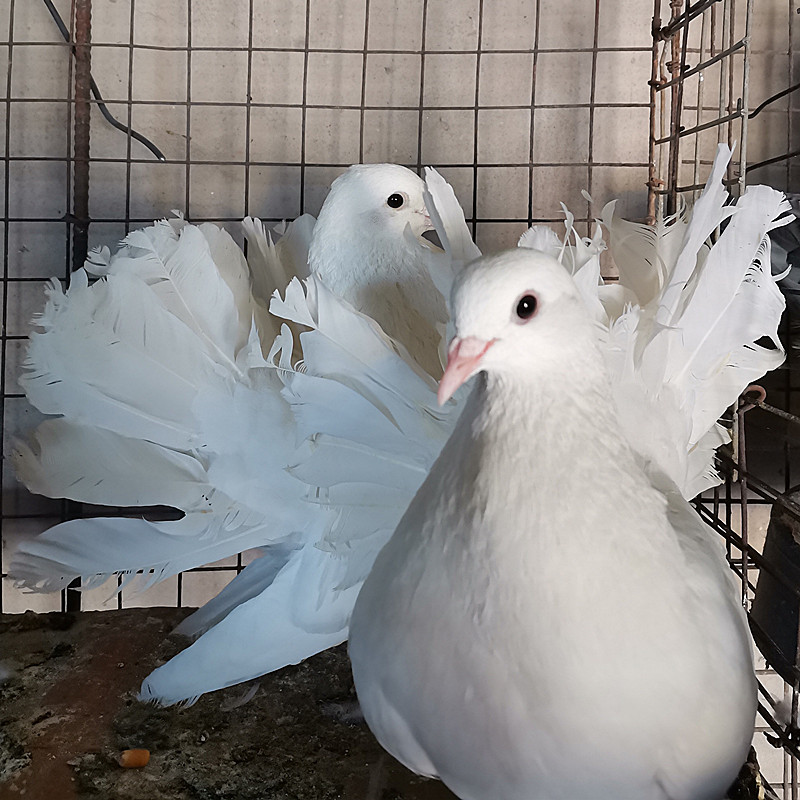 鸽子活体物一对各种观赏鸽大全种鸽凤尾摩登那两头乌点子淑女成年 - 图2