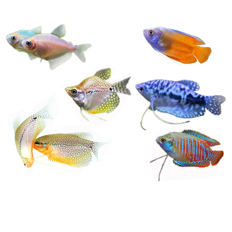 大号曼龙鱼热带鱼淡水鱼虎皮小型鱼金菠萝丽丽珍珠马甲接吻鱼活体,淘宝优惠券,粉丝福利购,淘宝优惠卷