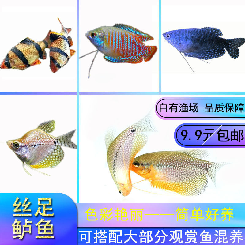大号曼龙鱼热带鱼淡水鱼虎皮小型鱼金菠萝丽丽珍珠马甲接吻鱼活体,淘宝优惠券,粉丝福利购,淘宝优惠卷