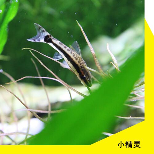 黑线飞狐鱼一线金苔鼠黄金大胡子老虎小精灵热带鱼淡水观赏鱼除藻 - 图2