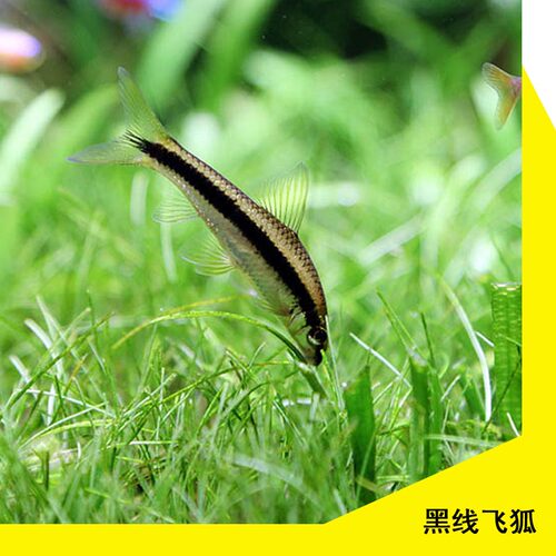 黑线飞狐鱼一线金苔鼠黄金大胡子老虎小精灵热带鱼淡水观赏鱼除藻 - 图0