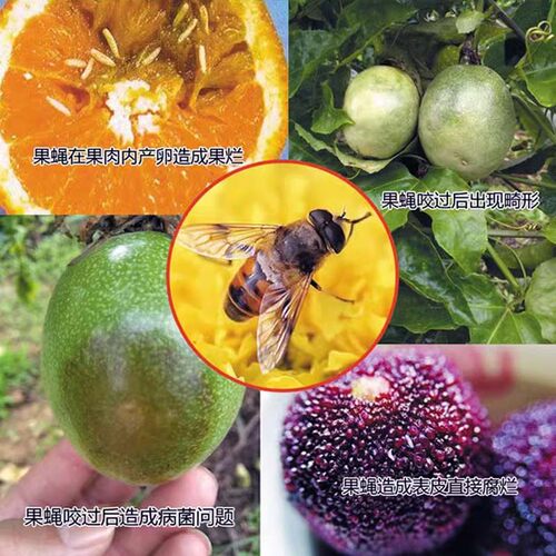 果蝇引诱诱捕器果园引诱剂药水植物果园柑橘桔小实蝇针蜂瓜蝇诱药 - 图1