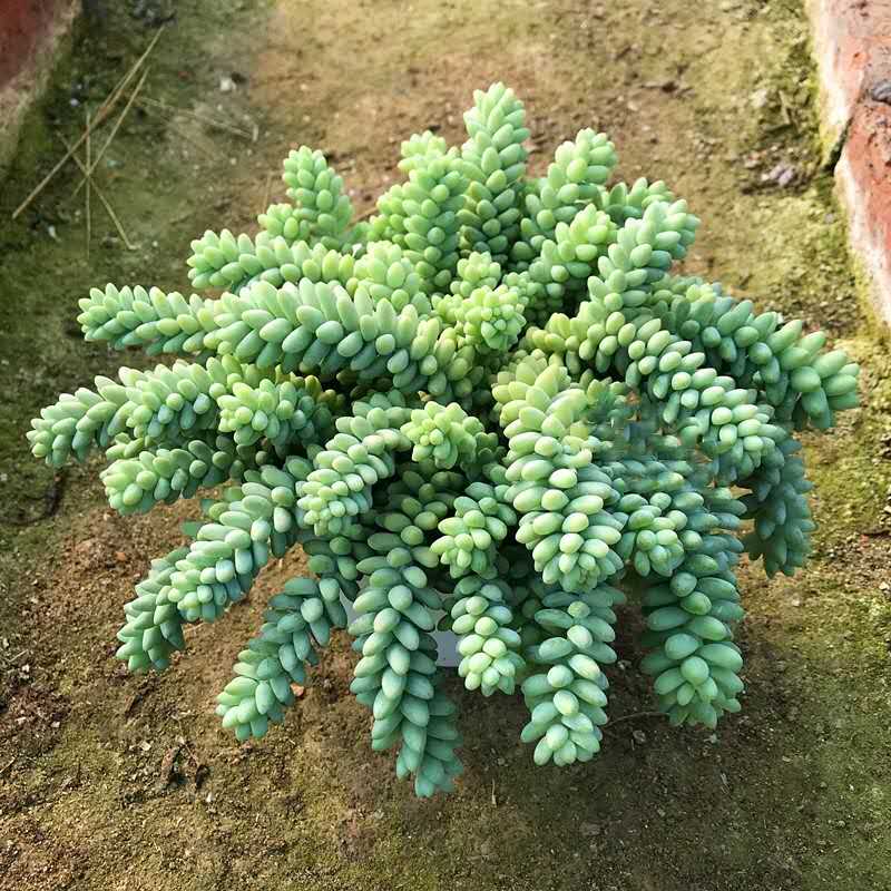 玉坠多肉植物玉缀瀑布悬崖老桩群生含盆带土栽好发货室内防辐射-图2