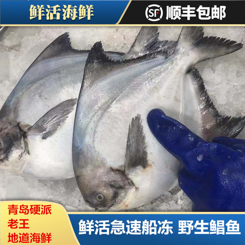 乌鲳鱼,乌鲳鱼图片,黑鲳鱼_大山谷图库