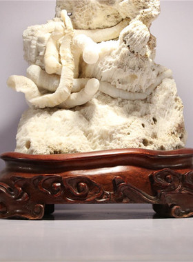 螺化玉 寒武纪古生代海洋珍珠螺化石天然玉化虫群招财螺化石