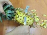 Подлинный джиу Паули ананасовый нож.