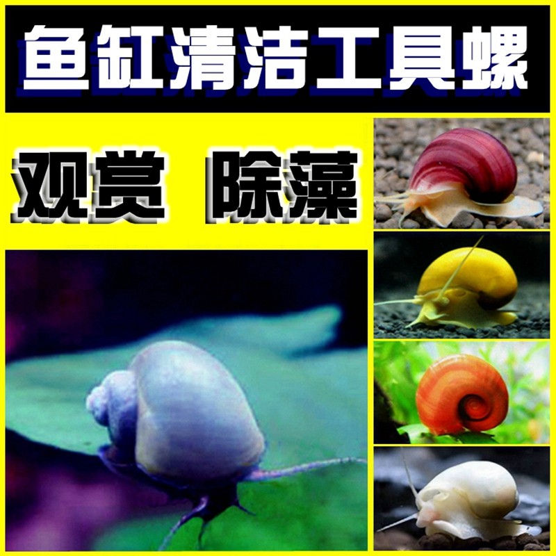 观赏螺除藻螺淡水吃粪螺黄金螺黑兔螺苹果螺蜗牛海螺田螺净化水质_虎窝淘