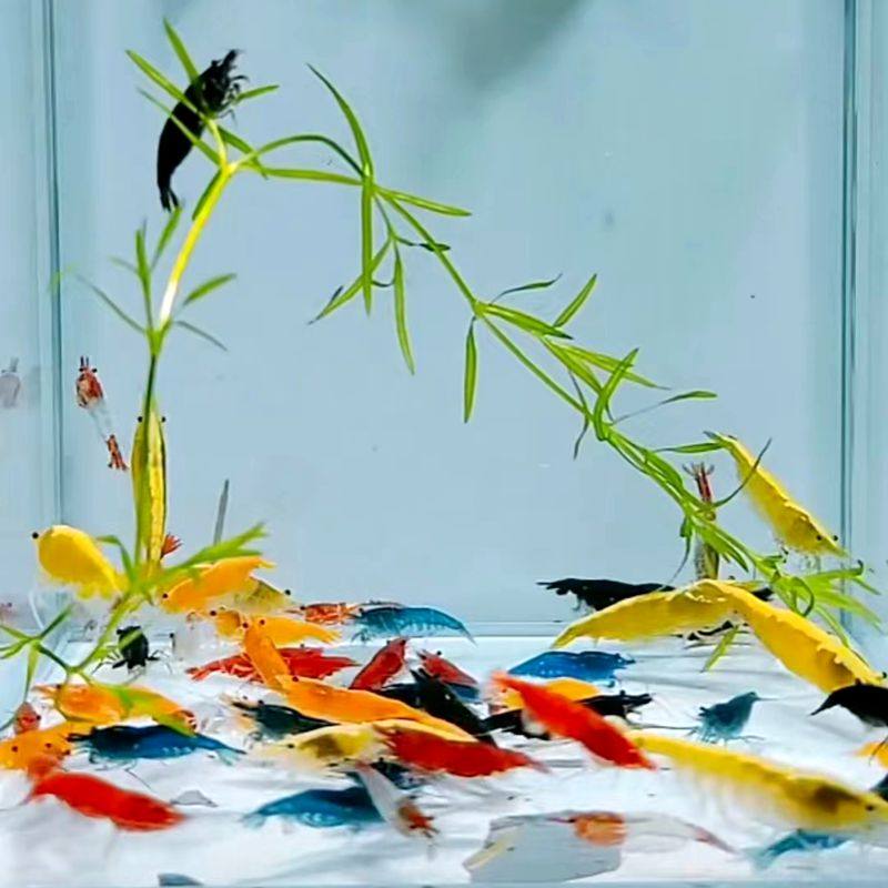 观赏虾淡水除藻虾极火虾黄金背蓝宝石虾黑壳虾七彩米虾草缸宠物虾