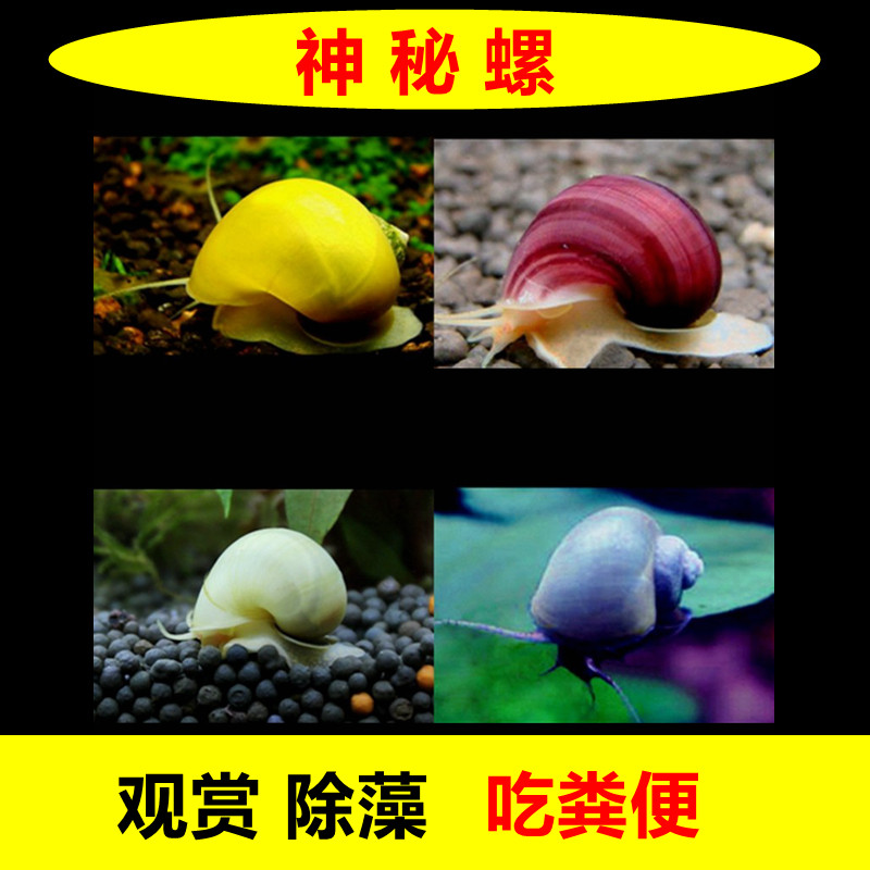观赏螺除藻螺淡水吃粪螺黄金螺黑兔螺苹果螺蜗牛海螺田螺净化水质_虎窝淘