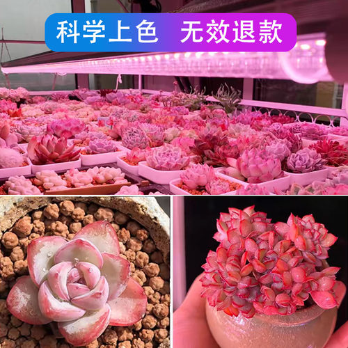 正阳全光谱led多肉补光灯家用上色快防徒长仿太阳光花卉植物生长 - 图2