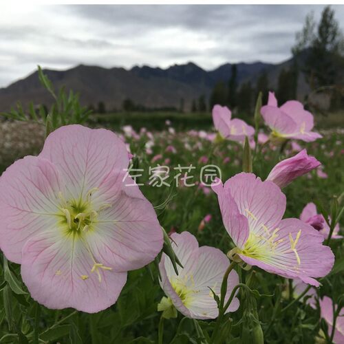 美丽月见草种子 球迷花园 粉花多年宿根花卉盆栽花卉低矮耐寒 - 图0