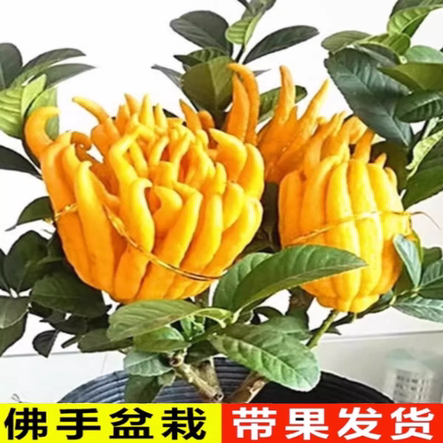 佛手苗金佛手树苗带花果四季阳台室内盆栽庭院种植佛手柑当年结果 - 图0