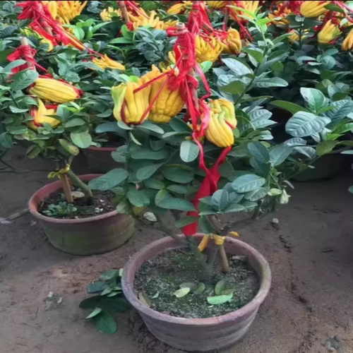 佛手苗金佛手树苗带花果四季阳台室内盆栽庭院种植佛手柑当年结果 - 图1