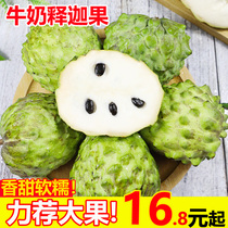 Guangxis milk Sakya 5 catties Fresh pineapples Dried Lychee Buddha Head Molny Fruits to Season Fruit Whole Box Forest