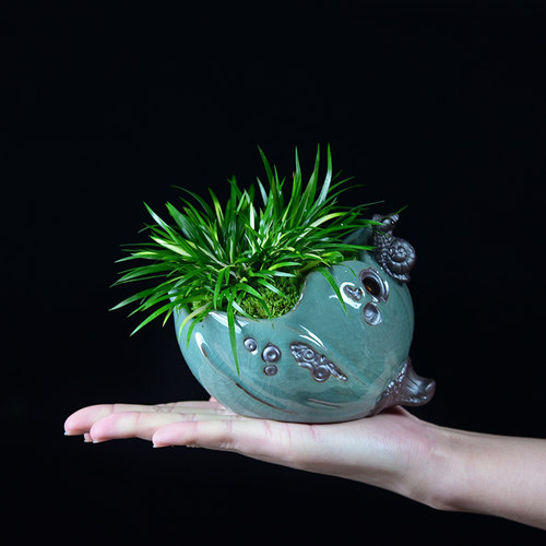 菖蒲盆景正宗金钱锦茶几随手香盆栽日本黄金姬书房蒲草办公室绿植 - 图1