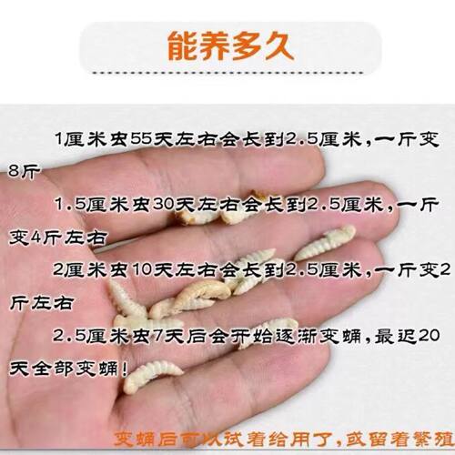 鲜活虫鱼饲料种虫活体面包虫一斤龙鱼八哥画眉鸟血鹦鹉宠物活虫 - 图1