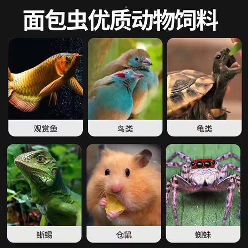 鲜活虫鱼饲料种虫活体面包虫一斤龙鱼八哥画眉鸟血鹦鹉宠物活虫 - 图0