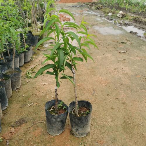 正版台农4号红玉 台农7号水蜜桃苗包对版盆栽地栽桃树苗带土带叶 - 图3