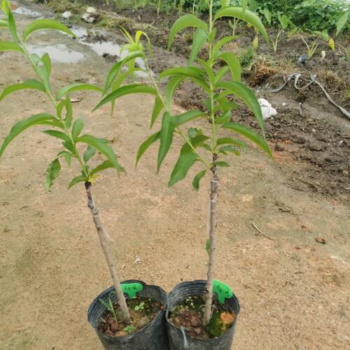 正版台农4号红玉 台农7号水蜜桃苗包对版盆栽地栽桃树苗带土带叶 - 图2