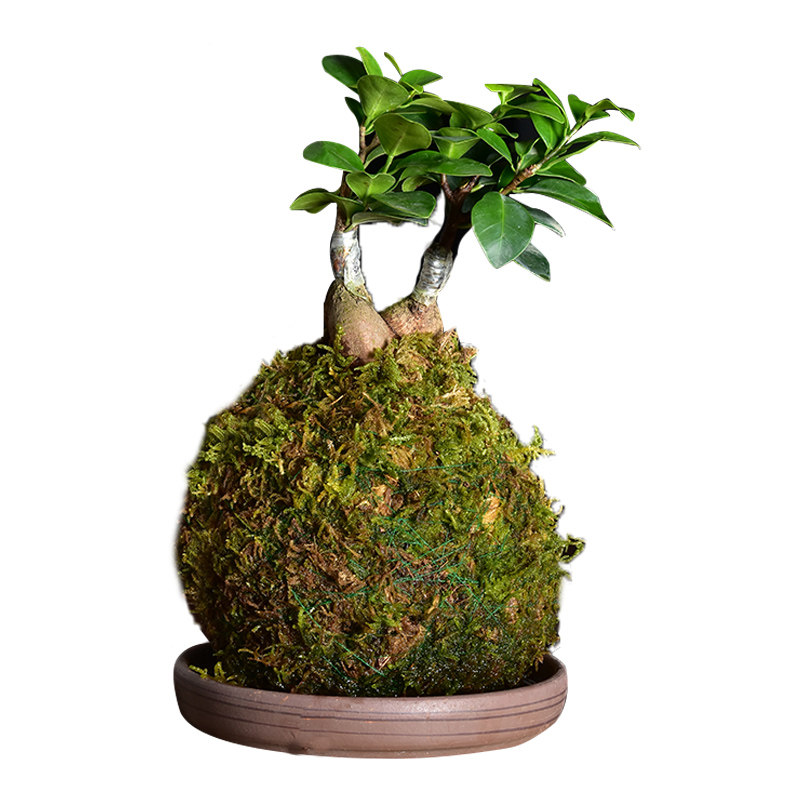 苔藓球室内水培植物兰花石斛迷你盆栽创意室内办公室客厅桌面观赏,淘宝优惠券,粉丝福利购,淘宝优惠卷