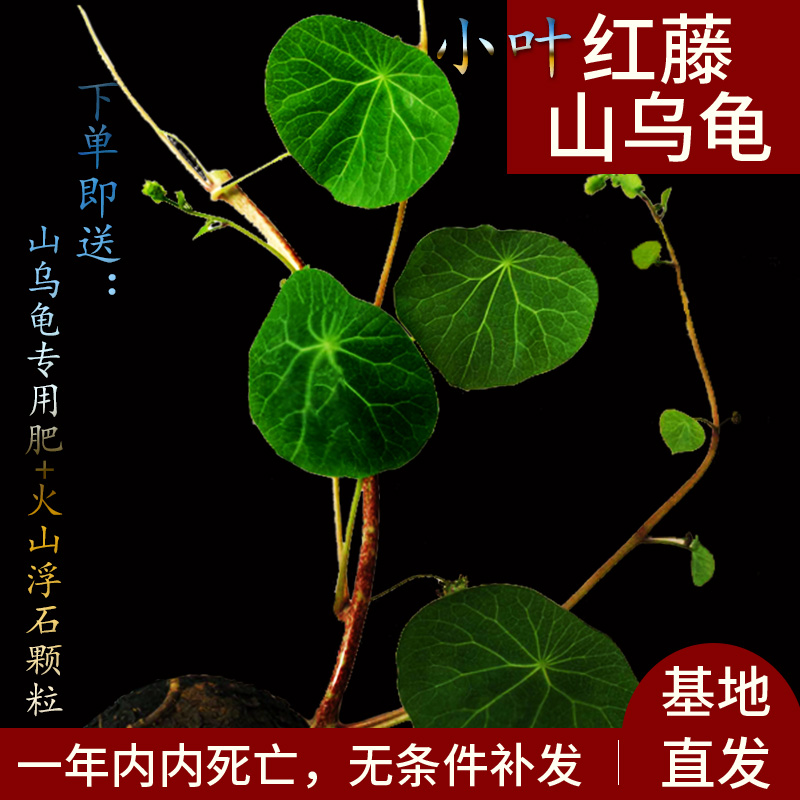 精选红藤山乌龟金不换植物办公室内外易活花卉种水培爬藤绿植盆栽-图0