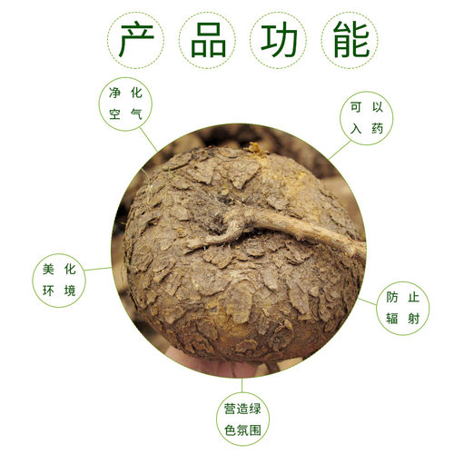 精选红藤山乌龟金不换植物办公室内外易活花卉种水培爬藤绿植盆栽 - 图2